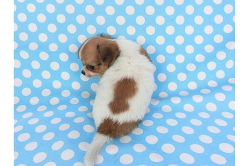 成約済の千葉県のチワワ(ロングコート)-98488の4枚目